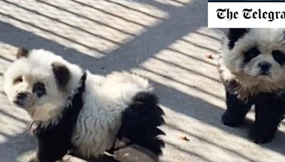 Pictured: Chinese zoo mocked for painting dogs to look like pandas