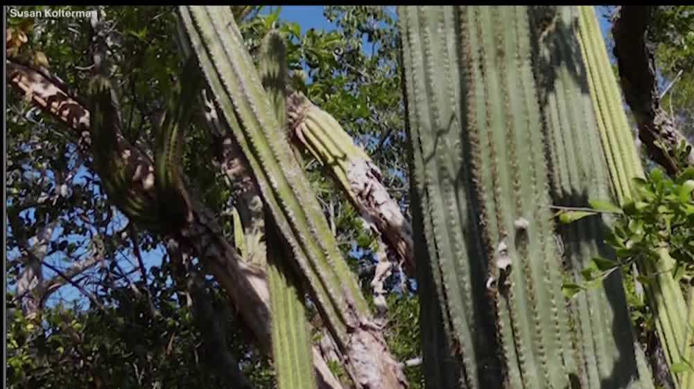 Key Largo Tree Cactus is now extinct due to sea level rise