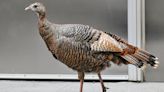 Meet Astoria: Wild turkey spotted in Central Park