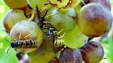 ‘Sour’ grapes: Berry damage, fruit flies worsen wine | Cornell Chronicle