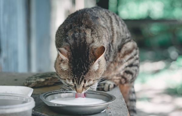 Texas cats die on dairy farm after drinking raw milk contaminated with bird flu, CDC warns