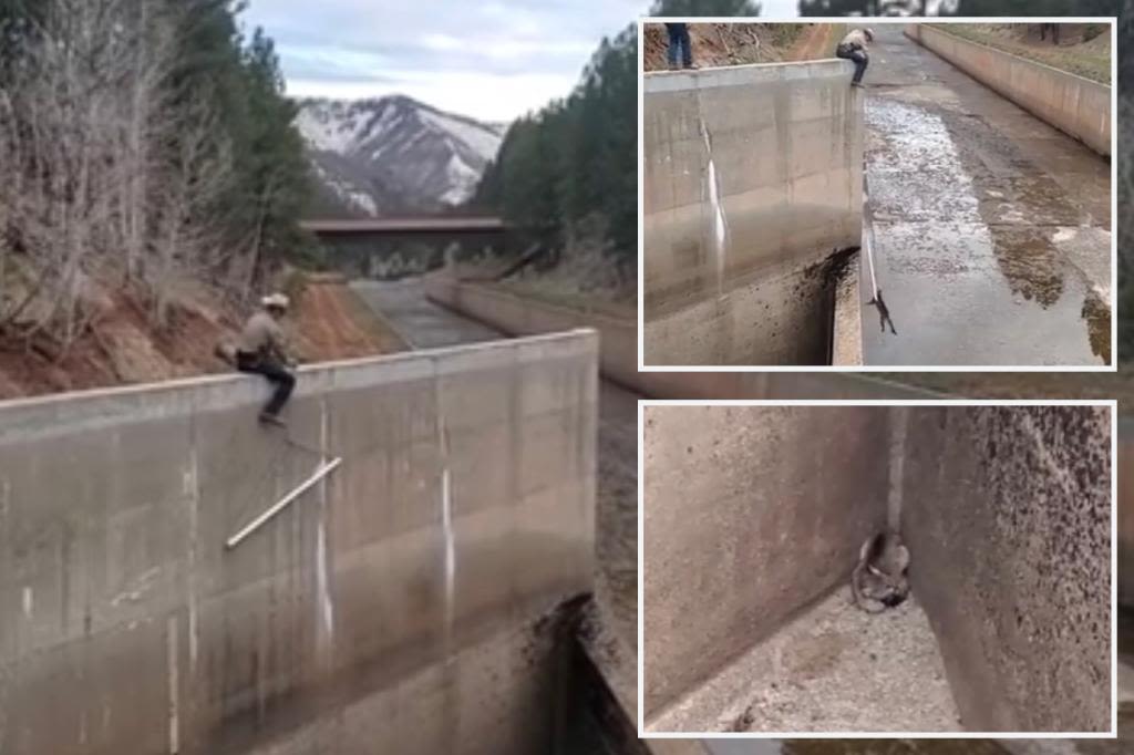 Wildlife officer saves two young mountain lions trapped in spillway in dramatic rescue: video