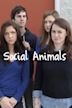 Social Animals