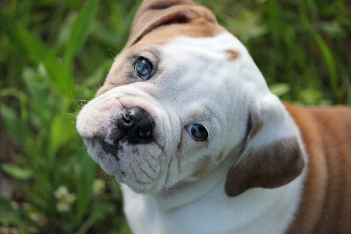 Hungry English Bulldog Puppy Yelling at Mom for Lunch Is the Cutest Thing on the Internet