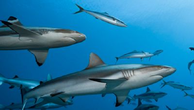 Oceans without sharks would be far less healthy – new research