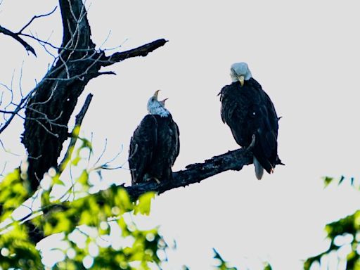 After the storm, bald eagles ‘Nick’ and ‘Nora’ left desperately searching for their eaglets