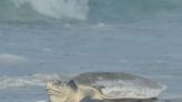 SJC June nesting update: Record-breaking Kemp’s ridley nests during quiet green sea turtle season