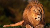 Santé : quel est le point fort du Lion ?