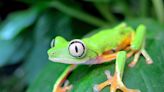 Rewilding amphibians: Protecting endangered species to restore ecosystems