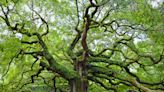 10 Types Of Oak Trees You Can Plant In The South