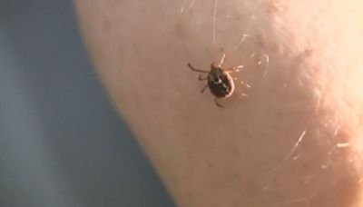 Warm weather may mean more ticks, tickborne illnesses