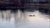 Dolphins return to NYC's Bronx River