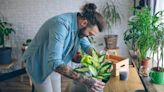 These Houseplants Can Help Prevent Mould And Condensation In The Home