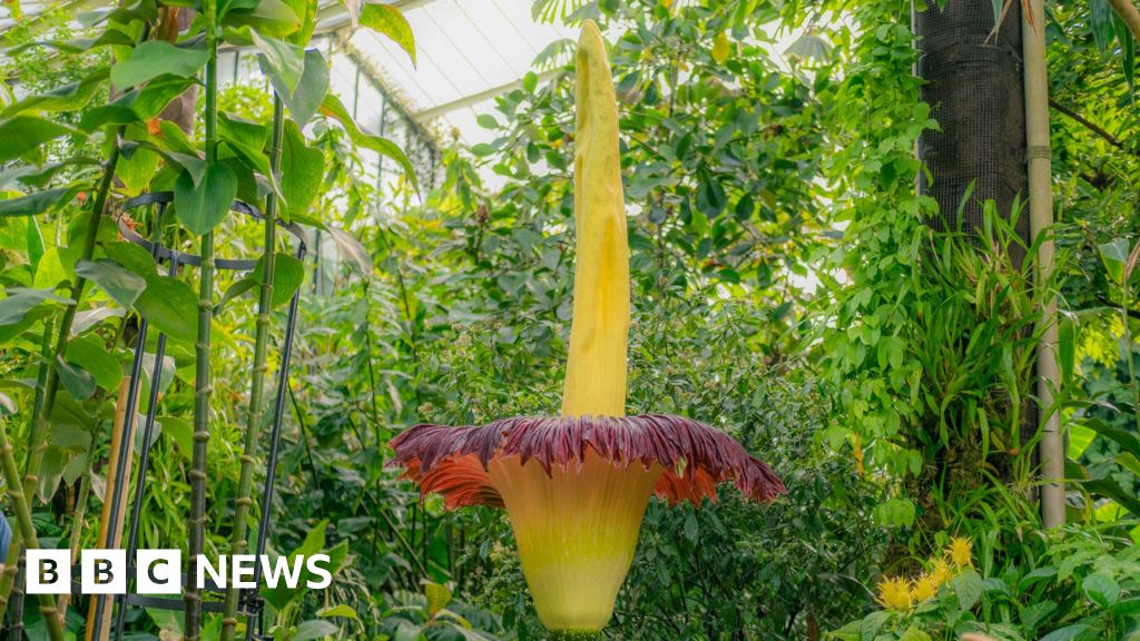 Corpse Flower: Kew's foul-smelling plant blooms again