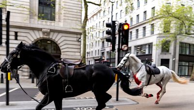 "Vida" y "Trojan", los caballos de la Guardia Real que corrieron asustados por las calles de Londres, están “en grave estado"