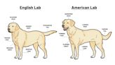 A Guide to the English Lab vs American Lab