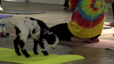 Fitness center hosts ‘goat yoga’ at West Ridge Mall