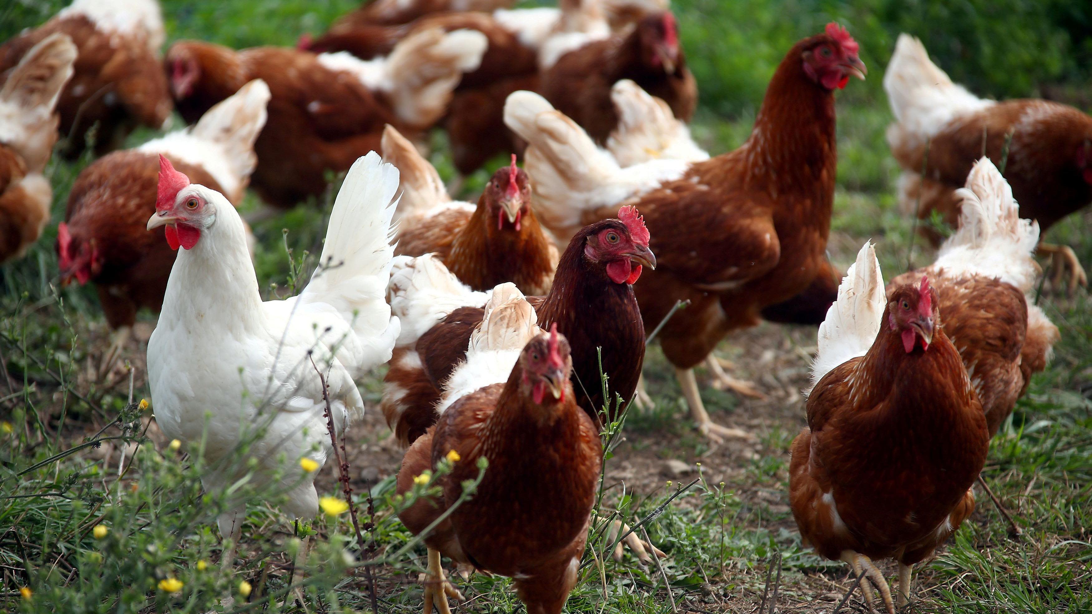 Chicken farm plans set to be approved