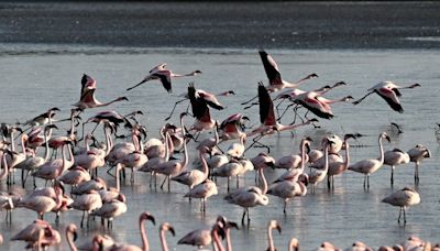 Emirates plane kills 36 flamingoes in single bird strike incident in India