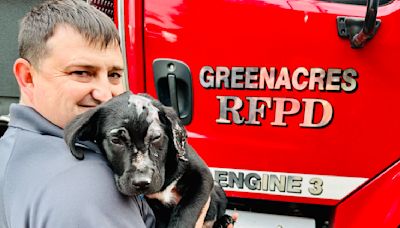 Fire chief adopts puppy from fire scene: ‘I was so sad he’d been burned’