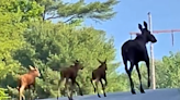 Watch these rare triplet moose calves near Baxter State Park