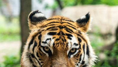 Satellite data gives tiger conservation a boost