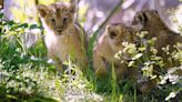 Lion cubs snapped taking their first steps outside