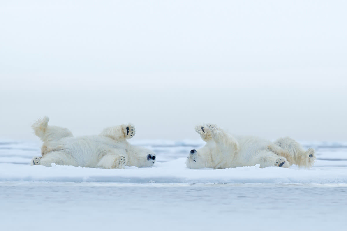 Wildlife Park Builds Polar Bears a Raft to Play on and They Have an Absolute Field Day