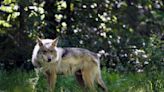 Rule for managing endangered Mexican wolves spurs lawsuit