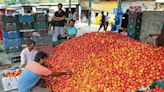 Retail tomato prices surge to Rs 70-80 per kg in Delhi