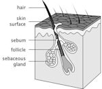 Sebaceous gland