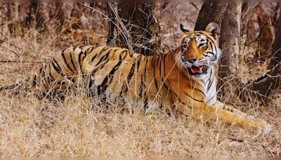 The secret’s out! India’s lesser-known tiger reserves you’ll fall in love with