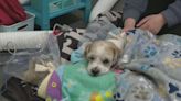 Some of 46 dogs rescued from Rhode Island home die, animal organization says