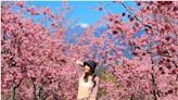 衝遠的要命的福壽山農場賞櫻，從百櫻園拍攝白雪覆蓋的雪山主峰好夢幻！
