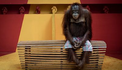 Orangutan 'stoically waits' for tourists in award-winning photograph 'See No Evil'