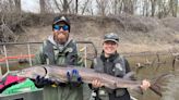 Sturgeon travels record-setting distance down Mississippi, officials say. ‘What a trek!’