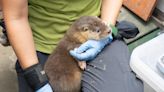 迎世界水獺日 台北動物園歐亞水獺寶寶搬新家萌樣曝光