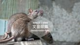 台北滅鼠專家推薦全台環境消毒守護環境衛生