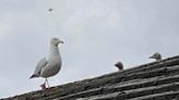 Homeowners call for posties to be given headwear after seagull attacks