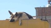 Esta es la fuerte multa que pagaría la persona en México por tener un perro en la azotea por la ola de calor