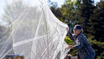 How to protect young and vulnerable trees from the imminent cicada emergence