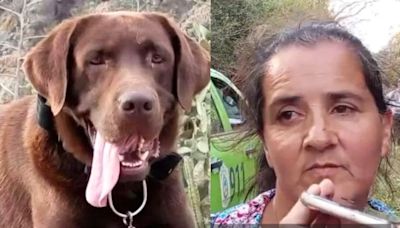 Murió Nerón: uno de los perritos que seguía los rastros de Loan tras su desaparición