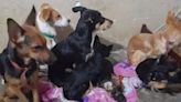 El escándalo de los nueve perros en un departamento de La Plata: qué dice la administración