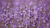 Have you herb the good word? June is lavender time in Santa Barbara