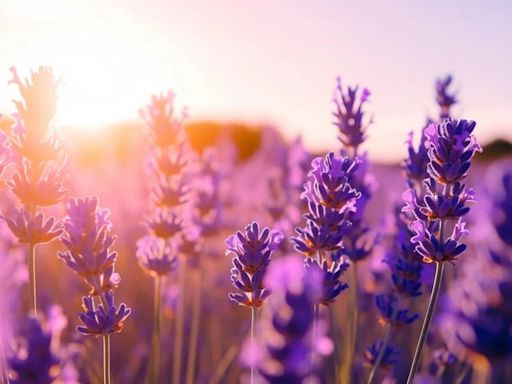 Cómo preparar el té de lavanda que calma los nervios y ayuda a dormir bien