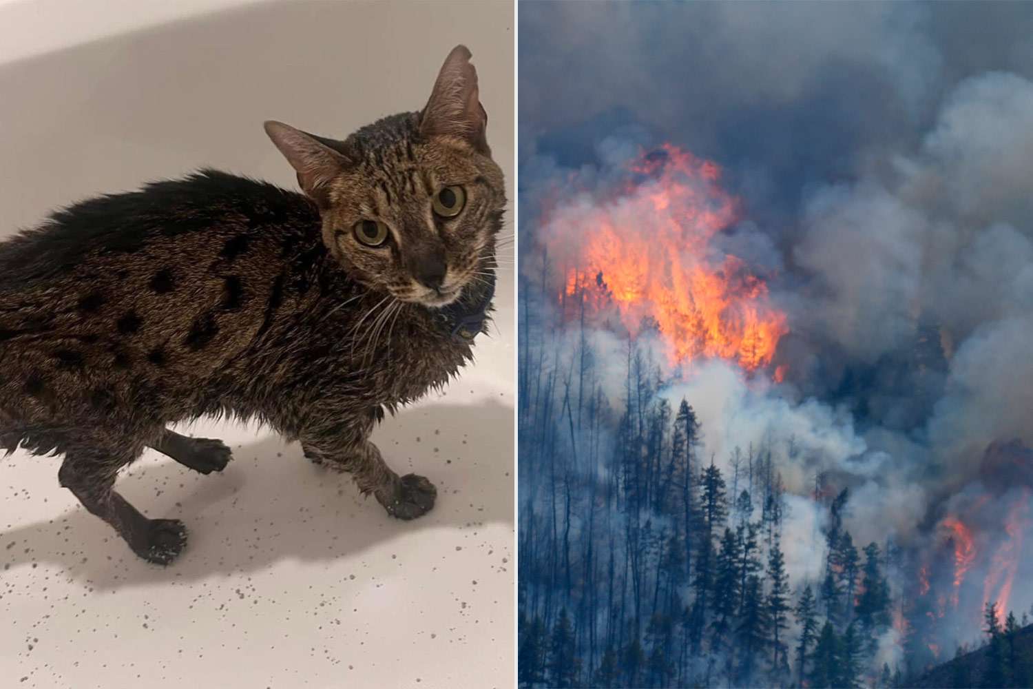 Pet Cat Covered in Flame Retardant Walks Out of Colorado Wildfire with Minor Injuries