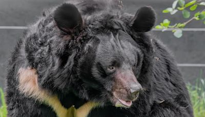 Bear rescued from Ukraine dies in Scottish zoo