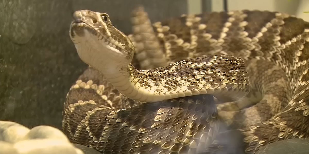 Rattlesnake awareness course keeps dogs safe during peak season in Arizona