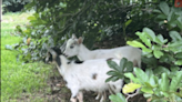 Doylestown Township Police issue all-points bulletin for two goats being baaaad