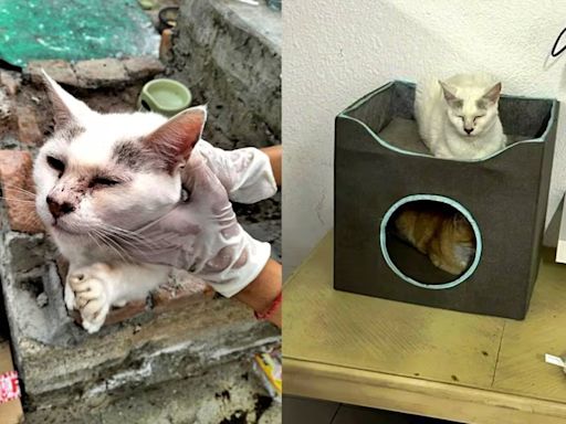 Reciben atención médica los 117 gatos y patos rescatados en Edomex